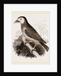 Latham's Barbet by Anonymous