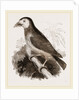 Latham's Barbet by Anonymous