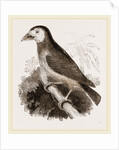 Latham's Barbet by Anonymous