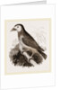 Latham's Barbet by Anonymous