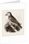Latham's Barbet by Anonymous