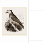 Latham's Barbet by Anonymous
