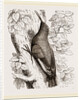 Wall-Creeper by Anonymous