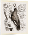 Wall-Creeper by Anonymous