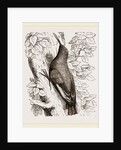 Wall-Creeper by Anonymous