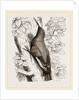 Wall-Creeper by Anonymous