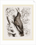 Wall-Creeper by Anonymous