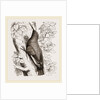 Wall-Creeper by Anonymous