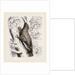 Wall-Creeper by Anonymous