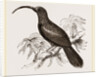 Curve-billed Creeper by Anonymous