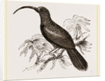 Curve-billed Creeper by Anonymous