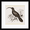Curve-billed Creeper by Anonymous