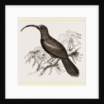 Curve-billed Creeper by Anonymous