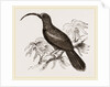 Curve-billed Creeper by Anonymous