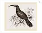 Curve-billed Creeper by Anonymous
