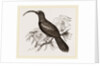 Curve-billed Creeper by Anonymous