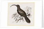 Curve-billed Creeper by Anonymous