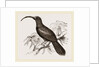 Curve-billed Creeper by Anonymous