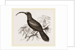 Curve-billed Creeper by Anonymous