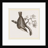 Nuthatch by Anonymous