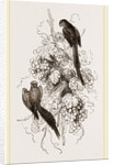 Rose-tinged Parrakeets by Anonymous