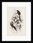 Rose-tinged Parrakeets by Anonymous