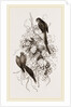 Rose-tinged Parrakeets by Anonymous