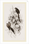 Rose-tinged Parrakeets by Anonymous