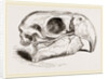 Skull of Macaw by Anonymous