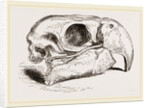 Skull of Macaw by Anonymous