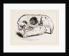 Skull of Macaw by Anonymous