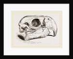 Skull of Macaw by Anonymous