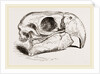 Skull of Macaw by Anonymous