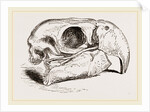 Skull of Macaw by Anonymous