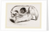 Skull of Macaw by Anonymous