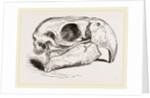 Skull of Macaw by Anonymous