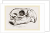 Skull of Macaw by Anonymous