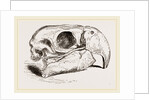 Skull of Macaw by Anonymous