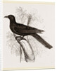 Eastern Black Cuckoo by Anonymous