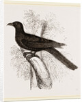 Eastern Black Cuckoo by Anonymous