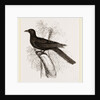 Eastern Black Cuckoo by Anonymous