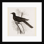 Eastern Black Cuckoo by Anonymous