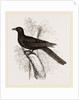 Eastern Black Cuckoo by Anonymous