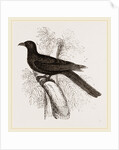 Eastern Black Cuckoo by Anonymous