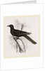 Eastern Black Cuckoo by Anonymous