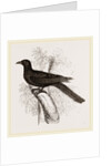 Eastern Black Cuckoo by Anonymous