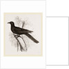 Eastern Black Cuckoo by Anonymous