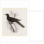 Eastern Black Cuckoo by Anonymous