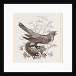 Cuckoo and Nest by Anonymous