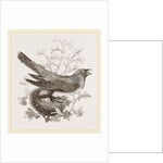 Cuckoo and Nest by Anonymous